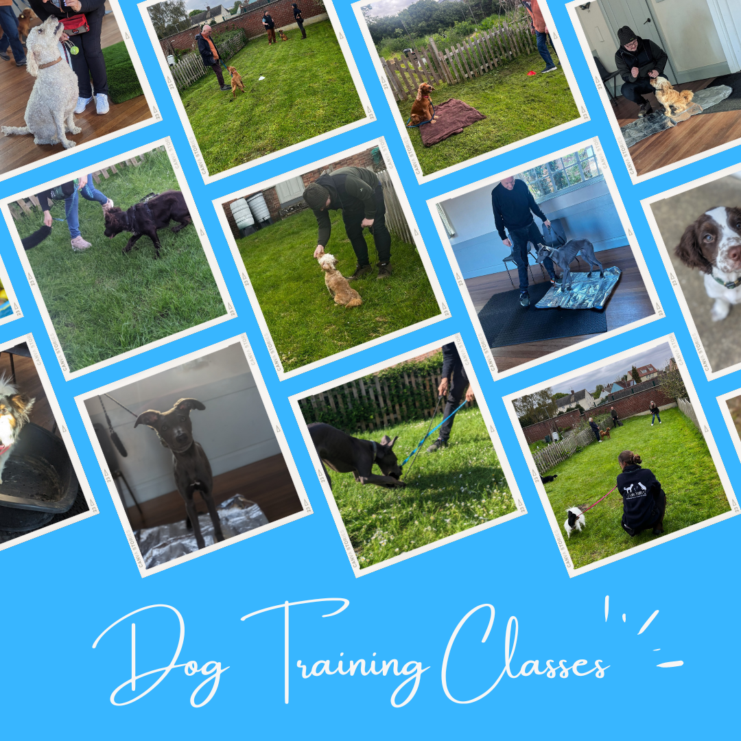 Obedience training 2024 classes near me