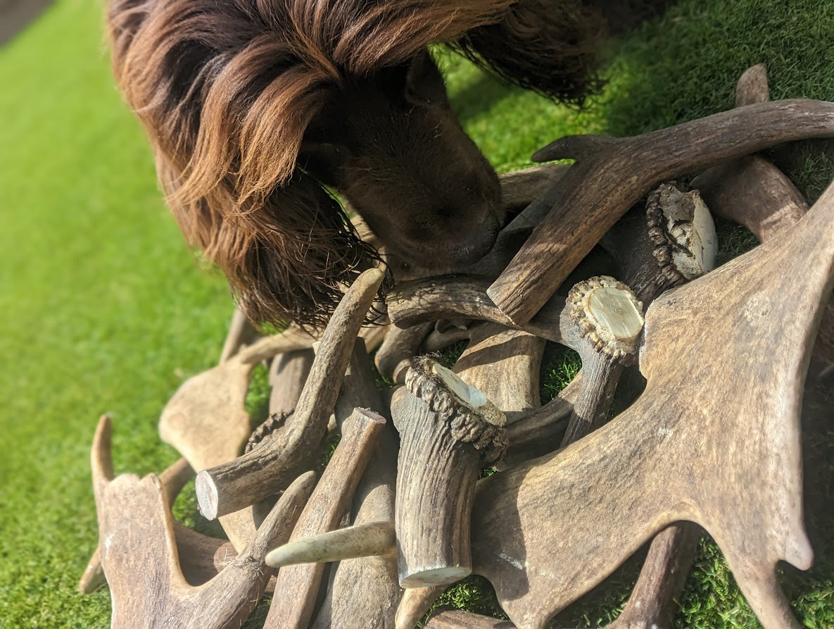 Antlers