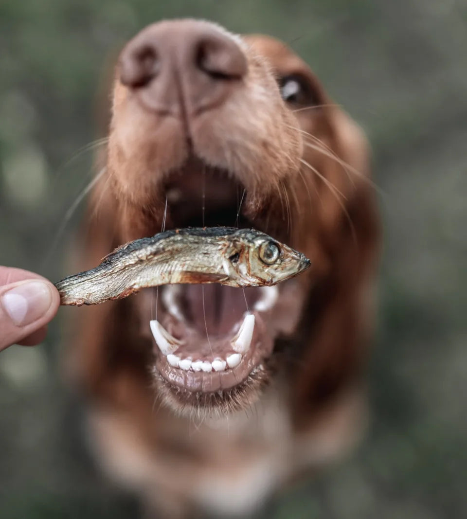 Dried Baltic Sprats