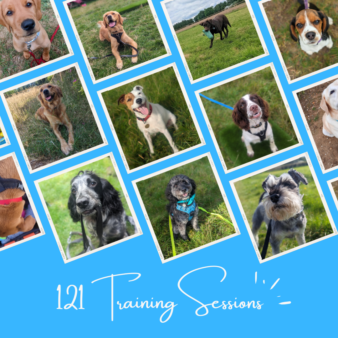 121 Sessions – tailstrailsdogs