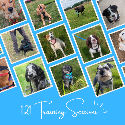 Training Walks & Intensive Training Packages