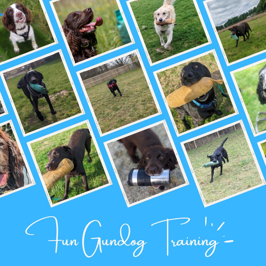 Fun Pet Gundog Classes