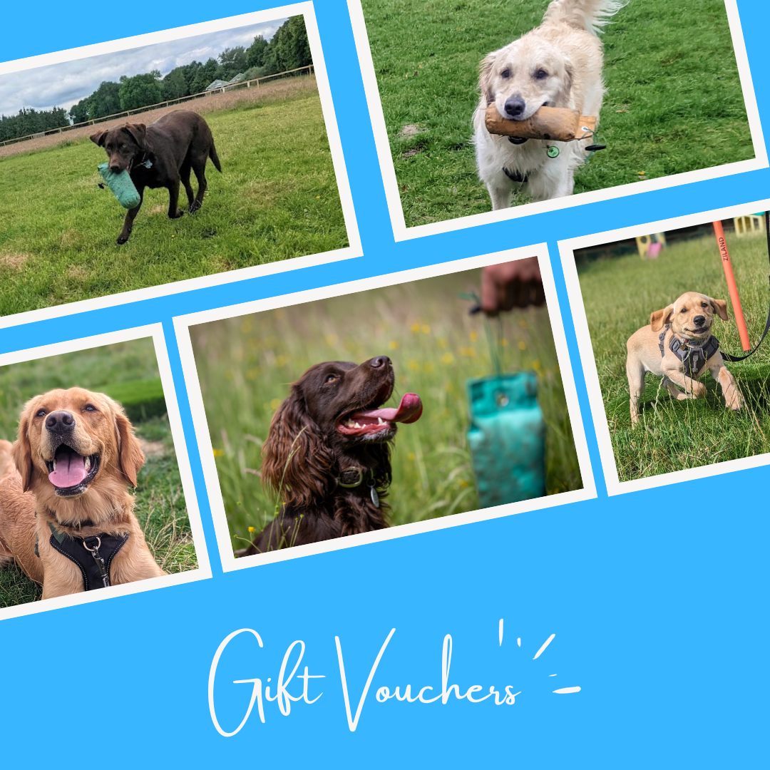 Dog Training Gift Voucher