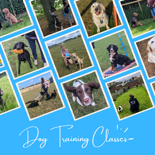 Life Skills Training Classes