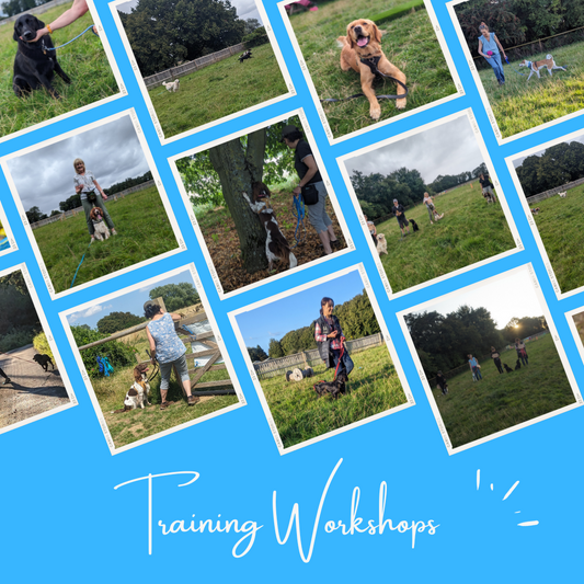 Training Workshops