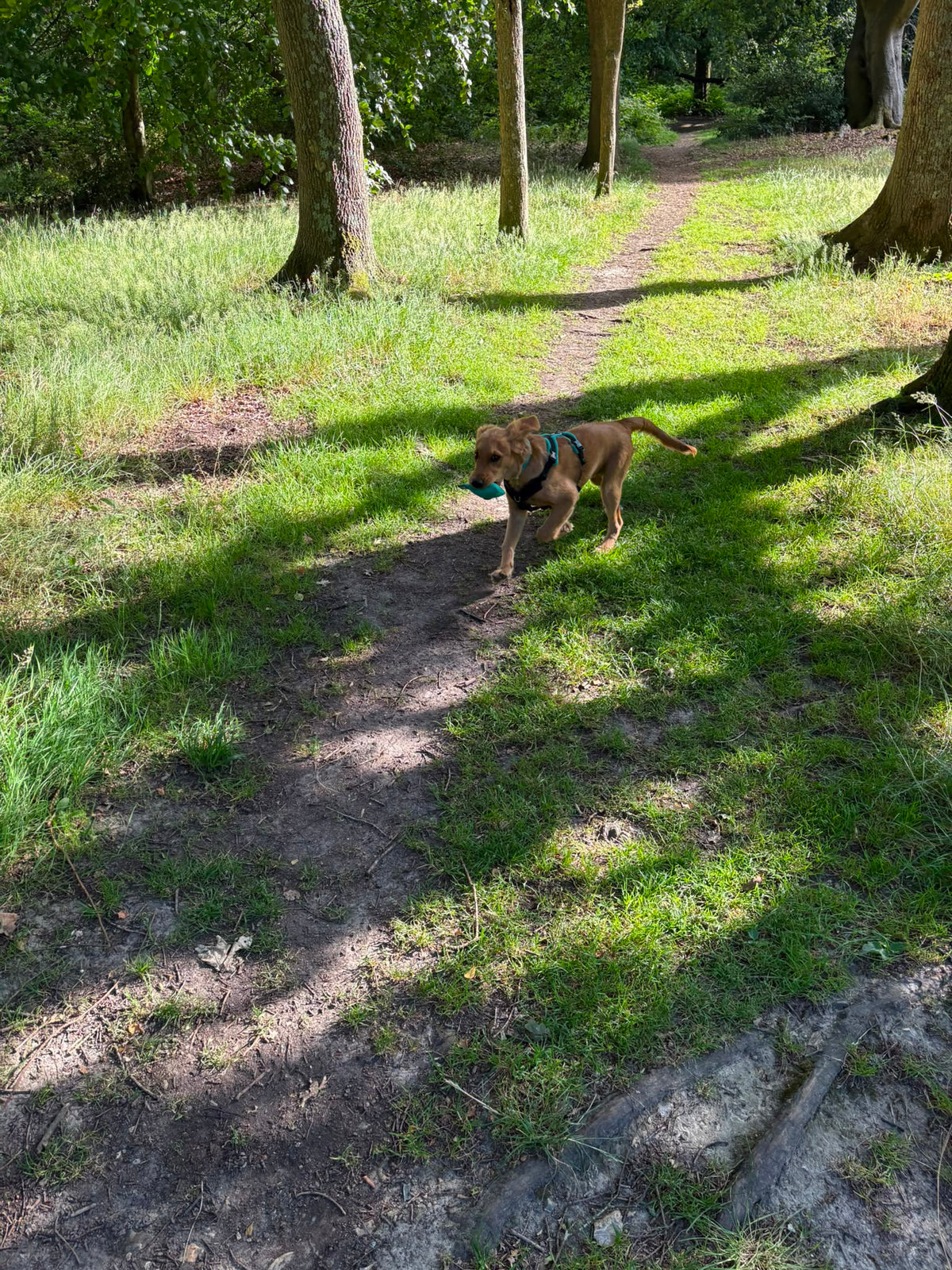 Puppy Gundog Starter Training Bundle