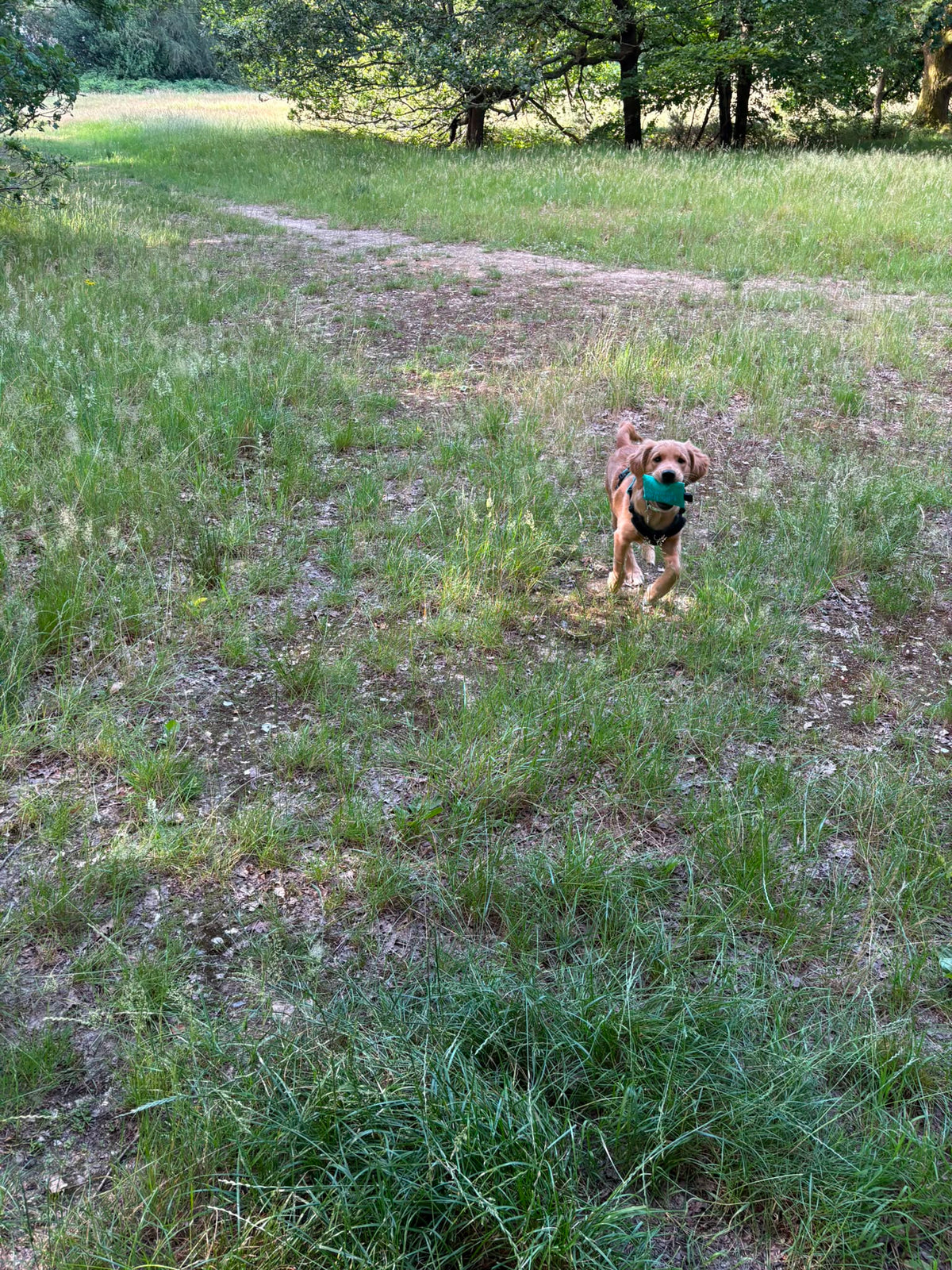 Puppy Gundog Starter Training Bundle