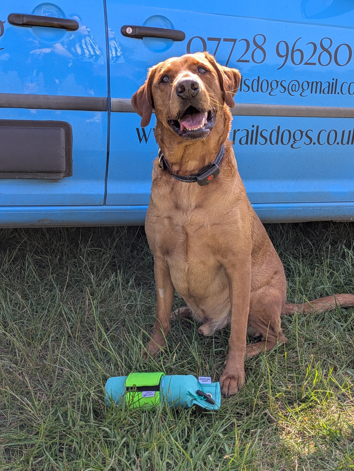 Ultimate Gundog Training Bundle
