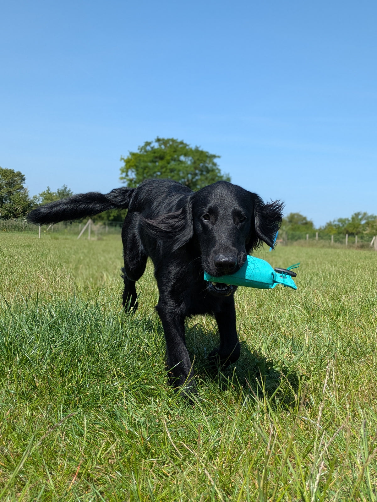 Ultimate Gundog Training Bundle