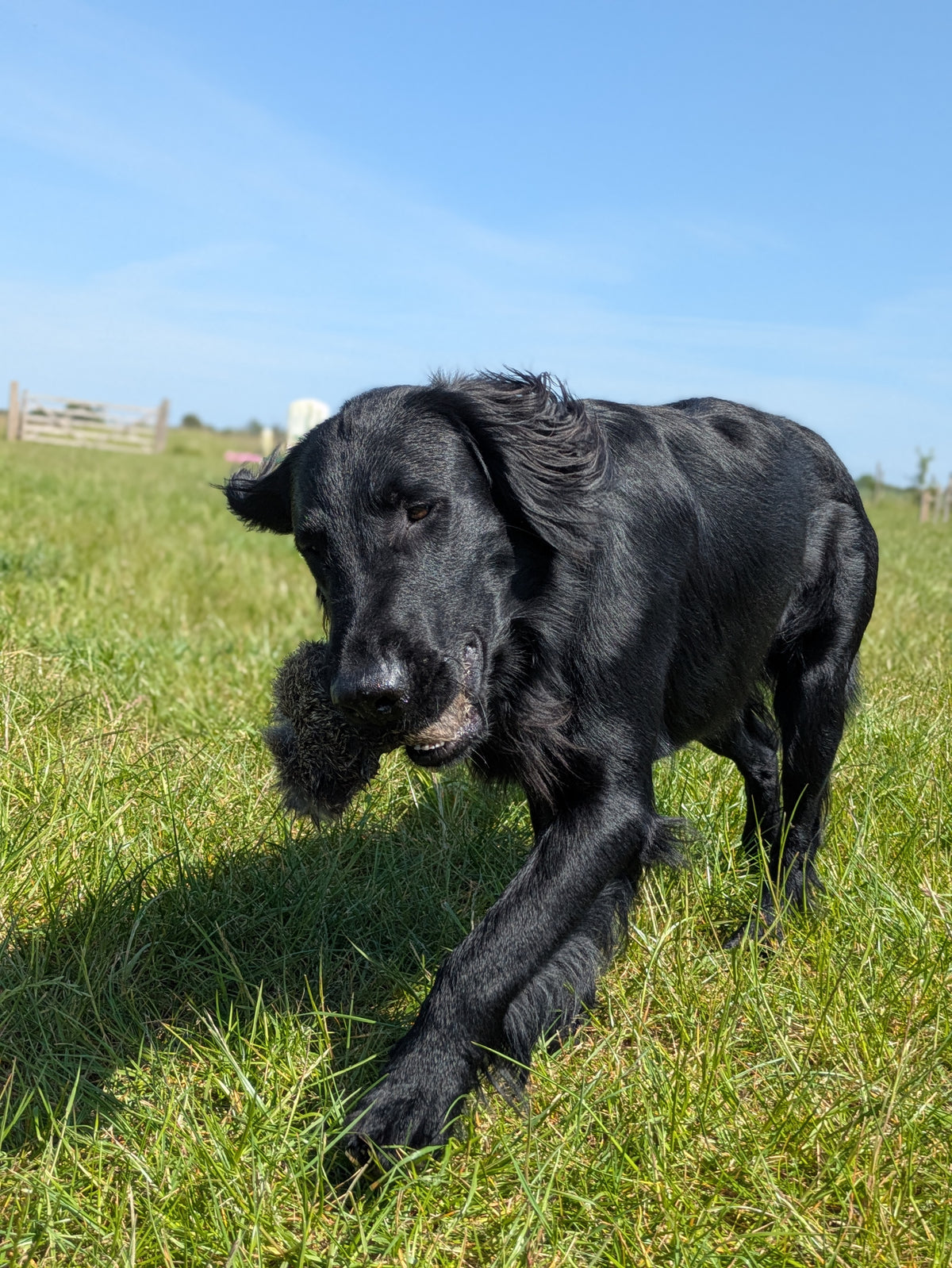 Ultimate Gundog Training Bundle