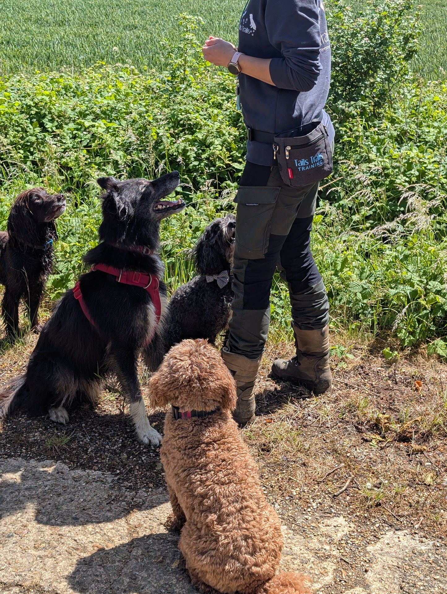Training Treat Pouch