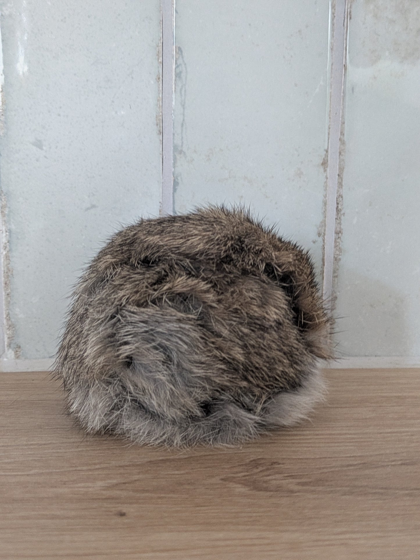 Rabbit Ball