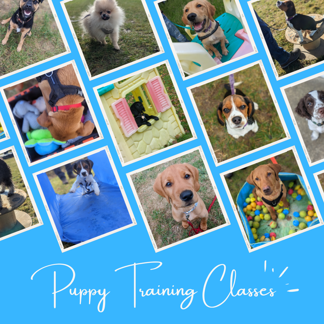Puppy Classes & Socialisation Sessions